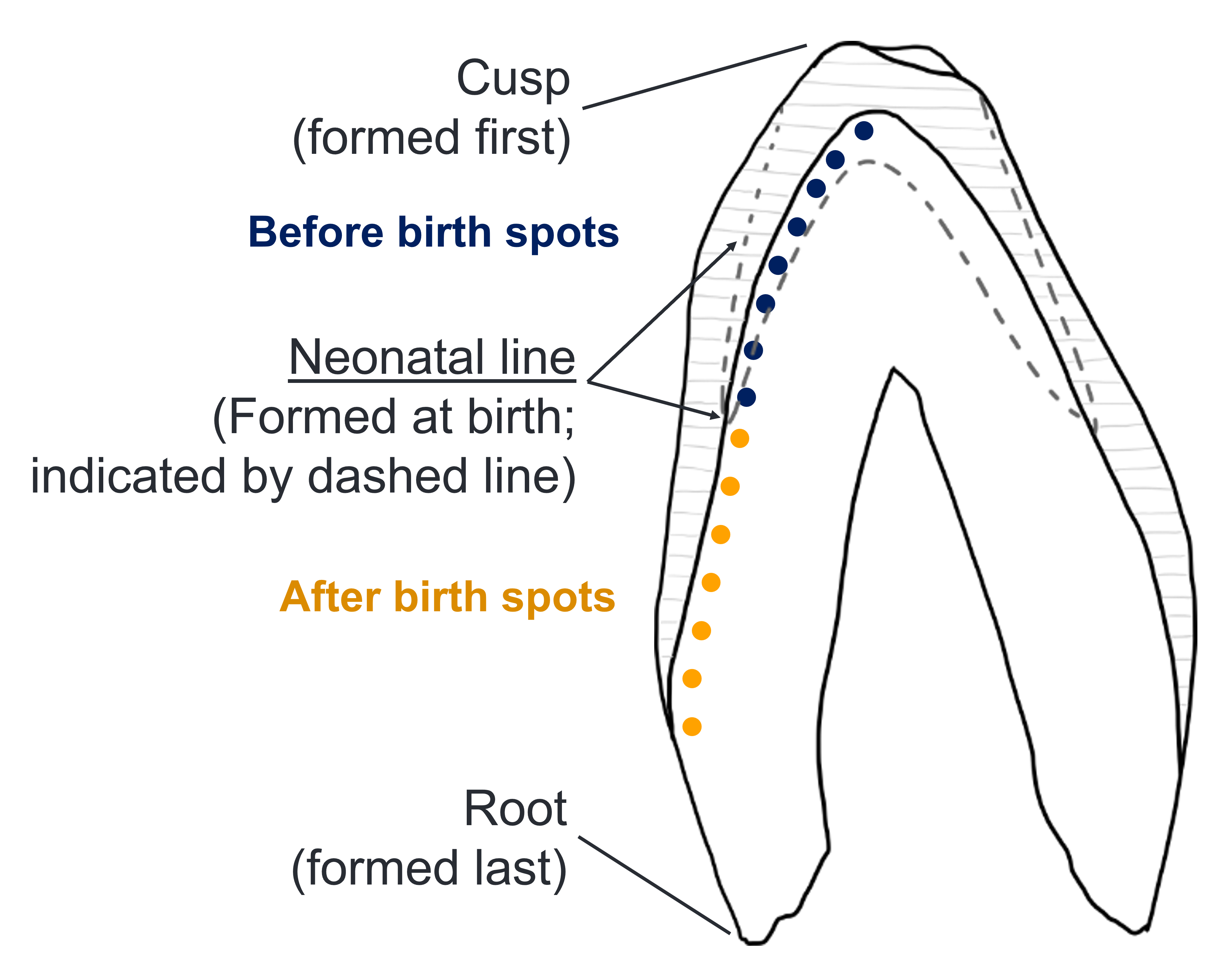 Tooth Batch Cross-section of a baby tooth. The hatched lines show the enamel (the ...